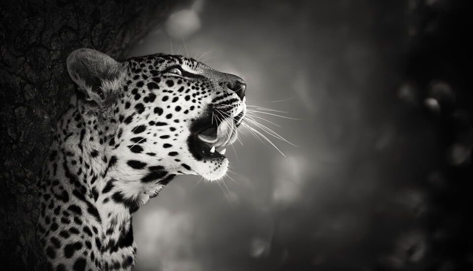 Product of the week – beauty of Alaska