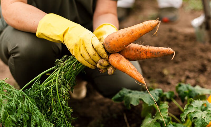 Health Benefits of Wild Carrots